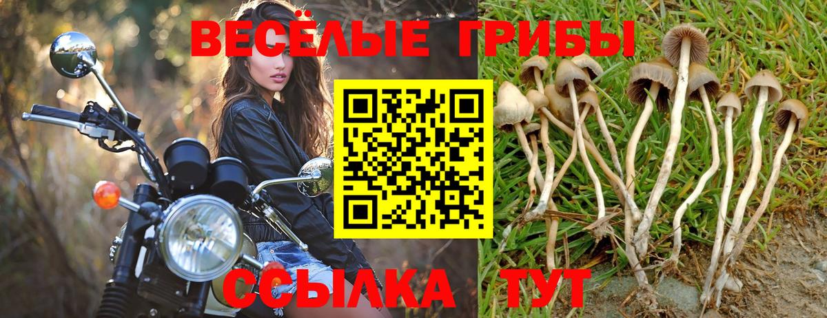 Галлюциногенные грибы Psilocybine cubensis Котлас